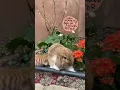 Download Lagu Bunny \u0026 Kitten Happy Together #pets #petfriends #bunny #kitten #cuteanimals #rabbit #cat #funny #fun