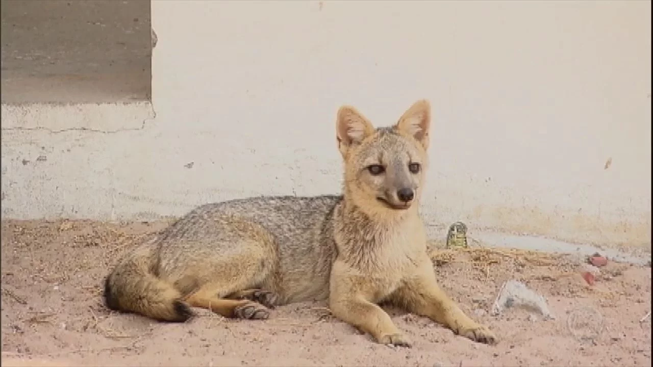 Animais são ameaçados por obras no rio São Francisco