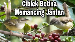 ciblek betina memanggil dan memancing jantan