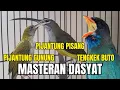 Download Lagu Masteran Kombinasi TERMEWAH!! PIJANTUNG PISANG - PIJANTUNG GUNUNG - TENGKEK BUTO !! TERBAIK 2025