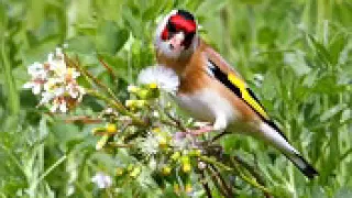 صوت راقي و هادئ لي مقنين تونسي 