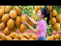 Download Lagu Harvesting Mangoes on a 100-year-old Mango Tree Go to the Market Sell | Farm Life