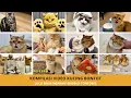 Download Lagu Kompilasi Video Terlucu Kucing Bontot Yang Wajib Di Tonton!