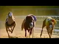 Snoop Dogg - Still A G Thang (HD) 1998