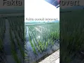 Download Lagu cowok introvert/cowok misterius#shorts