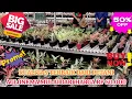 Download Lagu AGLONEMA LOKAL HARGA MULAI DARI 50.000AN. HARGA HEMAT, KUALITAS TERBAIK, WAJIB BORONG!! Eps 1462