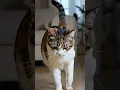 Download Lagu Kucing mengangguk🐾Cat nods🐾#aicat #catshorts #cat #catvideos #aivideo #kitten #funny