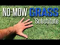 Amazing PET FRIENDLY No-Mow Lawn Substitute - Ruschia Nana Dwarf Carpet of Stars