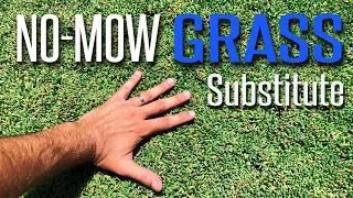 amazing pet friendly no mow lawn substitute ruschia nana dwarf carpet of stars
