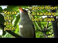 Download Lagu KERAK BASI gacor di kandang semi alam aviary Merah Putih