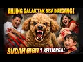 Lagu ANJING GALAK GIGIT 1 keluarga ‼️ GAK BISA DIPEGANG 