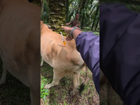 Penyuntikan vitamin pada sapi setelah lahiran #shortsfeed