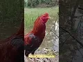 Download Lagu suara kokok ayam bangkok jawara kandang
