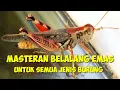 Download Lagu MASTERAN BELALANG EMAS // PALING DI CARI