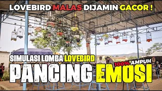 Download SIMULASI LOMBA LOVEBIRD FIGHTER LATIH MENTAL SEBELUM BERTANDING KEGANTANGAN MP3