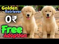 Free Free Free GOLDEN RETRIEVER Puppy Giveaway Free to a Loving Home