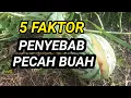 Download Lagu Kenapa Buah Semangka pecah