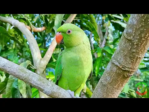 Download MP3 Green Parrot Natural Sounds