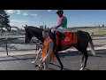 2026 Woodbine Oaks Field