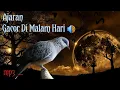 Download Lagu BIKIN TEKUKUR ANDA IKUT BUNYI DI MALAM HARI || @tekukurkuninganchannel2526