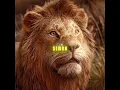 Lagu 💖 Mufasa heeft Simba's hart nooit echt verlaten. 💖 #leeuw #kortfilm #film