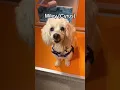 Utah Humane - Shelter pet names but they get progressively more unhinged