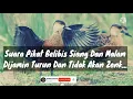 Download Lagu Suara Pikat Belibis Merah Siang Dan Malam, Ampuh, Sudah Terbukti. Dijamin Turun