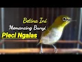 Download Lagu Call Betina Mapan Bikin Memancing Bunyi Pleci Ngalas Cepat Agar Pleci Bustomi Gacor (21/1/22)