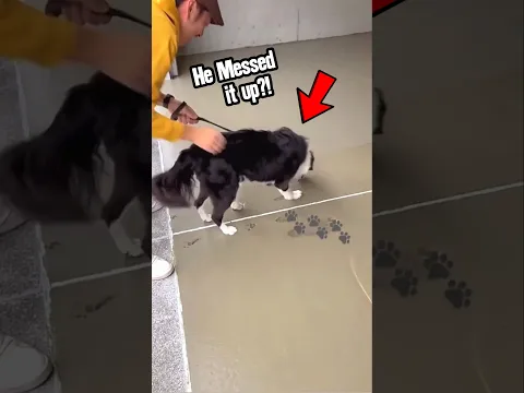 Dog Paws Made Their Home Special ।