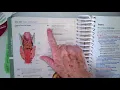 Endocrine Coding