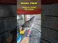 Download Lagu perkutut lokal gacor pikat suara merbok  paling joss turtledove #perkutut #gacor #pikat #birdsounds