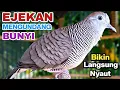 Lagu Perkutut Lokal Gacor Suara Paling Ampuh Untuk Pancingan Burung Perkutut Agar Bunyi.