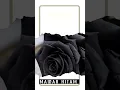 Download Lagu Story WhatsApp makna Mawar Hitam #shorts #mawarhitam #bungamawar