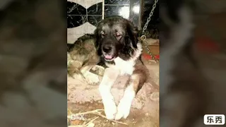 للبيع ذكر كوكيجن بيفرتك بني ادمين دندنها