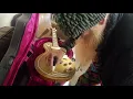 Download Lagu Billy F. Gibbons pinstripes my Gibson Les Paul Goldtop!
