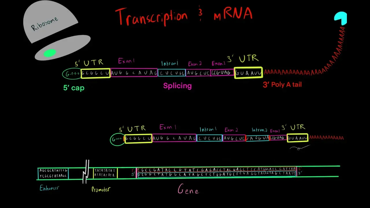 Transcription and mRNA Processing (EVERYTHING YOU NEED TO KNOW FOR MCAT)