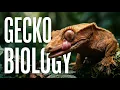The Mysterious Anatomy of a Crested Gecko