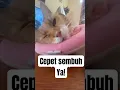 Download Lagu Rebahan dulu, ges! #kucingmainecoon #kucinglucu #rebahan #kucing #cat