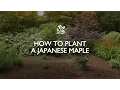 How To Plant A Japanese Maple