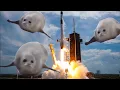 Bouncing Seals Rocket Launch
