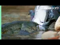 Download Lagu The Fish That Hunts Pigeons | Planet Earth II | BBC Earth