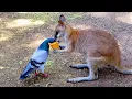 Cute Animals Helping Each Other In Unexpected Ways