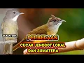 Download Lagu CARA MEMBEDAKAN CUCAK JENGGOT LOKAL \u0026 SUMATERA !!!