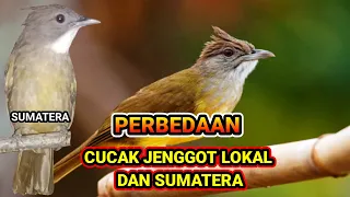 how to differentiate between local and sumatera bearded cucak 