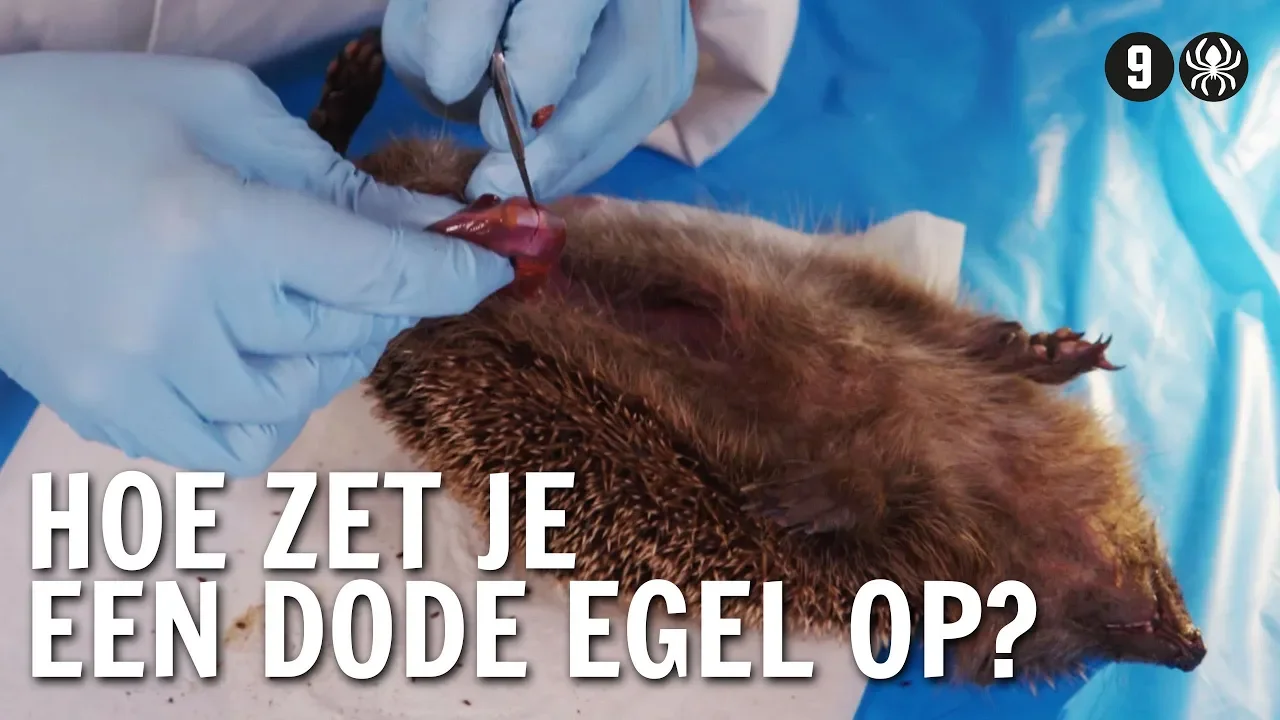 Hoe zet je een dode egel op? | De Buitendienst over de Dood