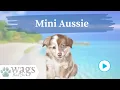 Mini Aussie Breed Highlights