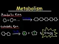 Metabolism Anabolism Catabolism - Anabolic vs Catabolic Reactions