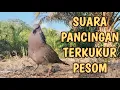 SUARA PIKAT TERKUKUR PESOM RAPAT NGUKU PALING CEPAT MEMANCING BURUNG HUTAN AGAR MERAPAT