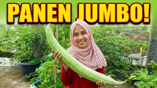 CARA BUDIDAYA PARE BELUT ANTI RONTOK BERBUAH BESAR DAN LEBAT