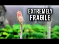 Download Lagu 5 eenvoudige oplossingen voor vervelende aquariumproblemen